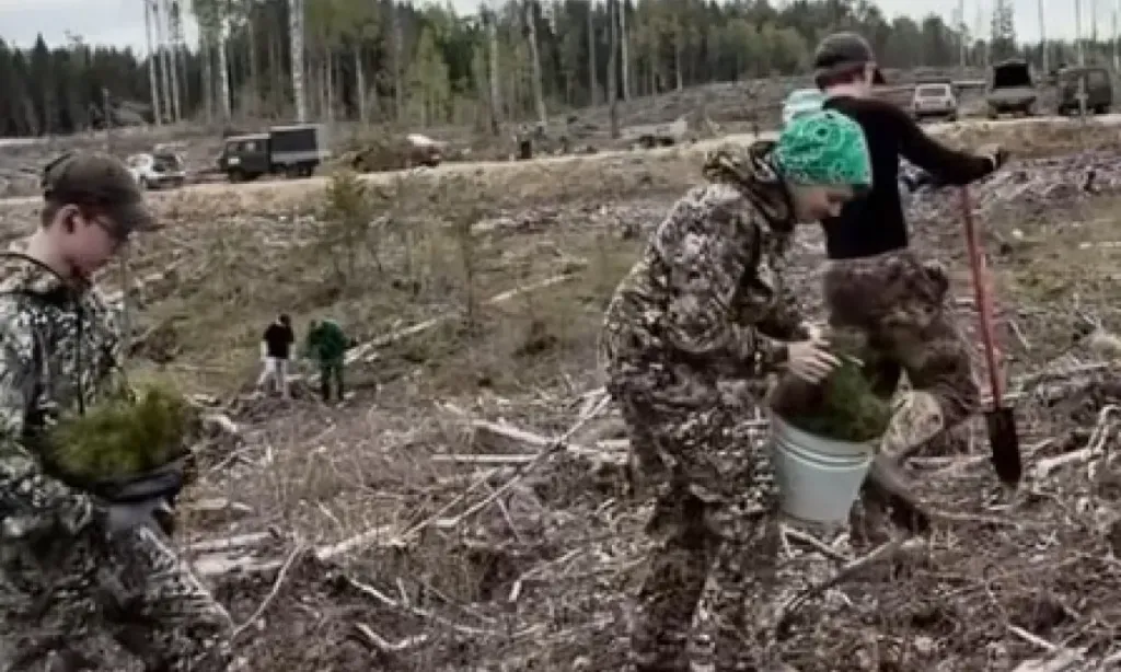 В Карелии три школьных отряда помогают восстанавливать леса