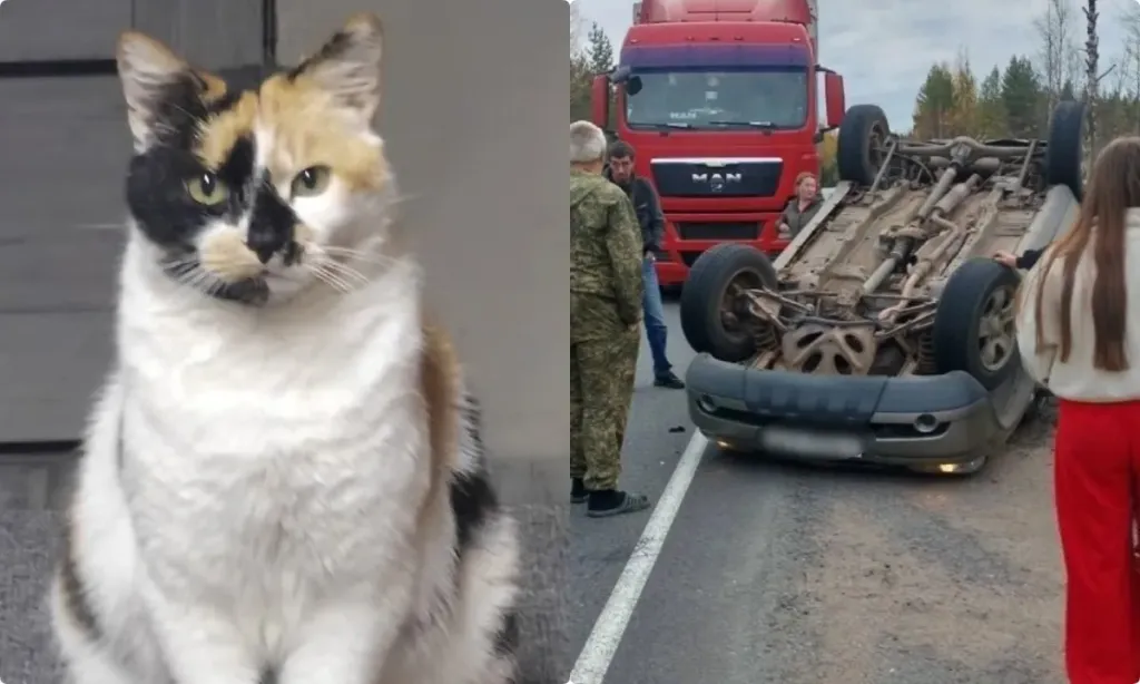 В Карелии нашли кошку Каришу, пропавшую после аварии