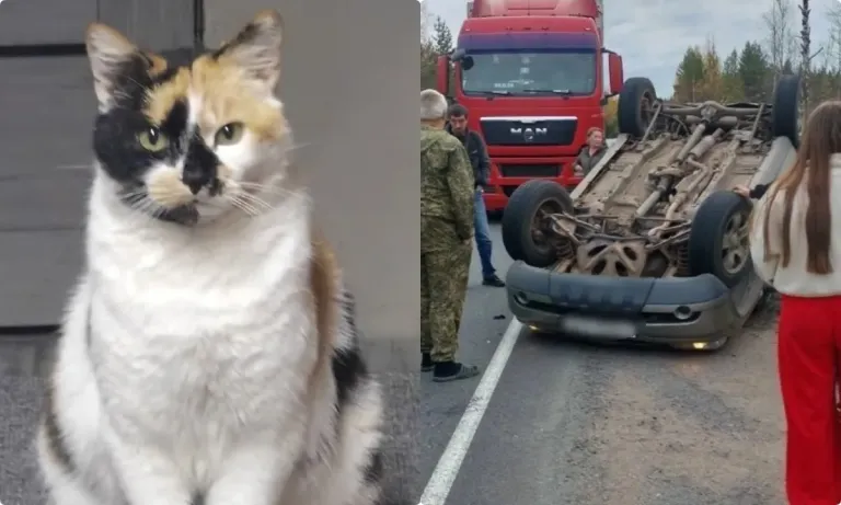 В Карелии нашли кошку Каришу, пропавшую после аварии